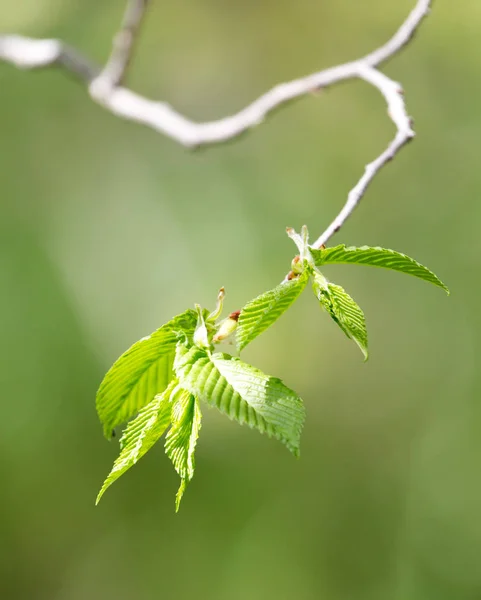 Hojas jóvenes en una rama de árbol en la naturaleza —  Fotos de Stock