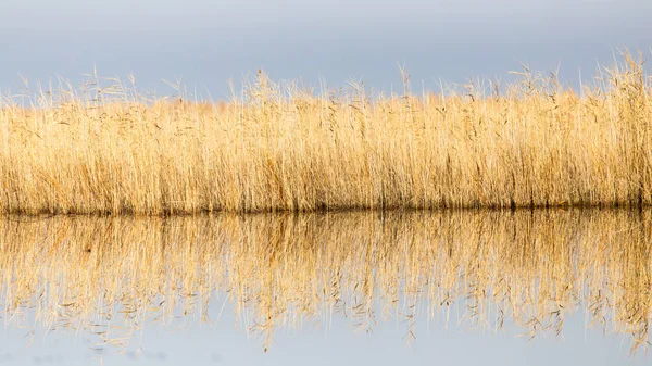 Un lago con cañas al amanecer en otoño — Foto de Stock