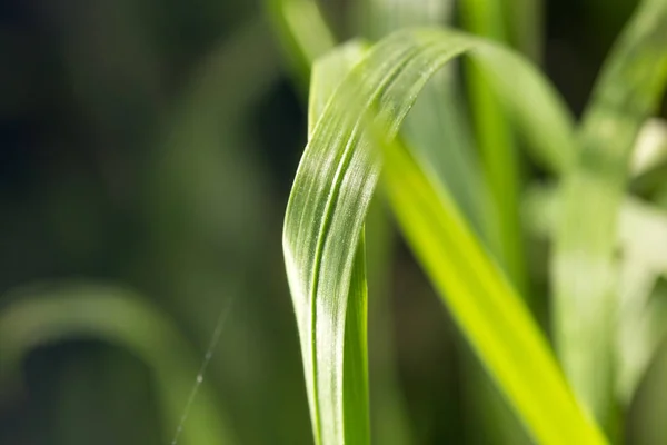 Erba sulla natura — Foto Stock