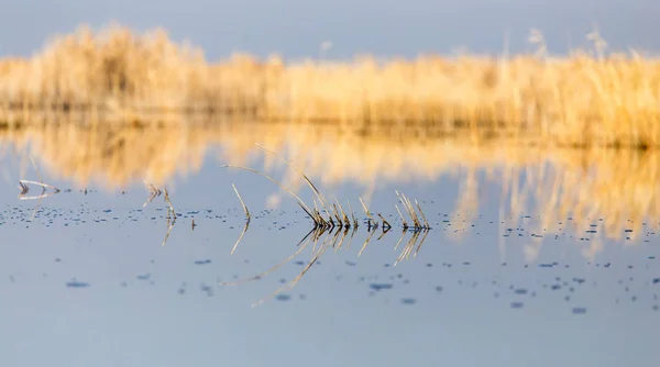 Un lago con cañas al amanecer en otoño — Foto de Stock