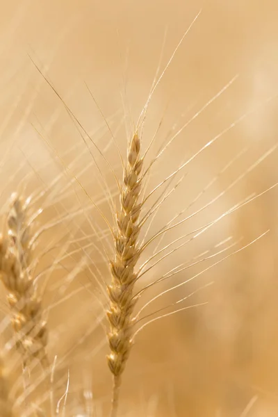 Öronen av vete på natur — Stockfoto