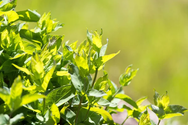 Mooie bladeren op de bush in de lente aard — Stockfoto