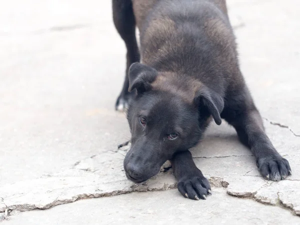 Siyah bir köpeğin portresi. — Stok fotoğraf