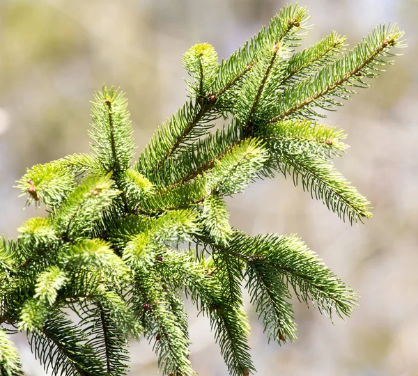 Spruce branch on the nature — Stock Photo, Image