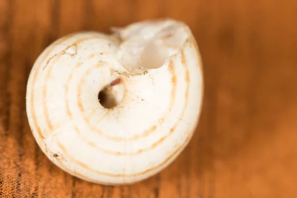 Snail shell. close — Stock Photo, Image