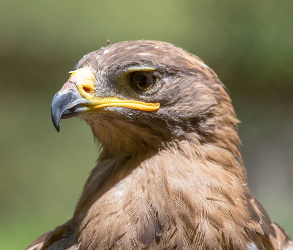 Retrato de uma águia na natureza — Fotografia de Stock