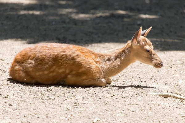 Antílope en el zoológico — Foto de Stock