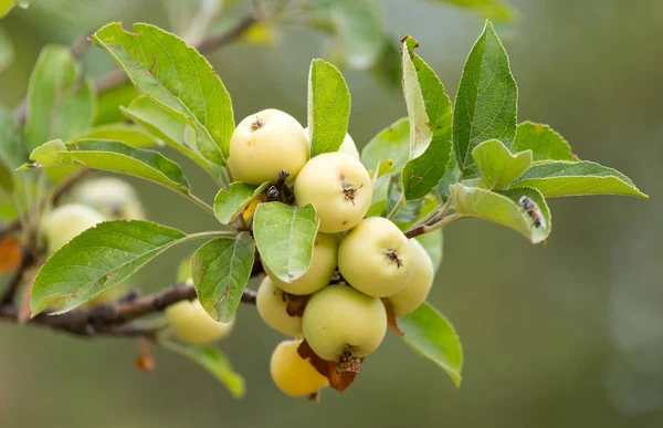 Pommes mûres sur une branche d'arbre dans la nature — Photo