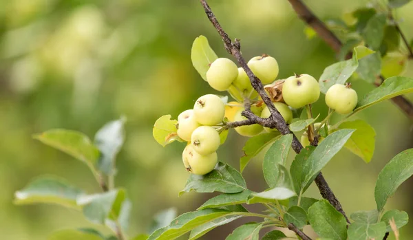 Dojrzałe jabłka na gałęzi drzewa, natura — Zdjęcie stockowe