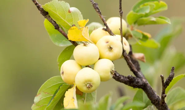 Ώριμα μήλα σε ένα κλαδί δέντρου στη φύση — Φωτογραφία Αρχείου