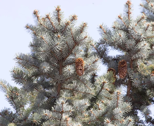 Blue spruce gren på natur — Stockfoto