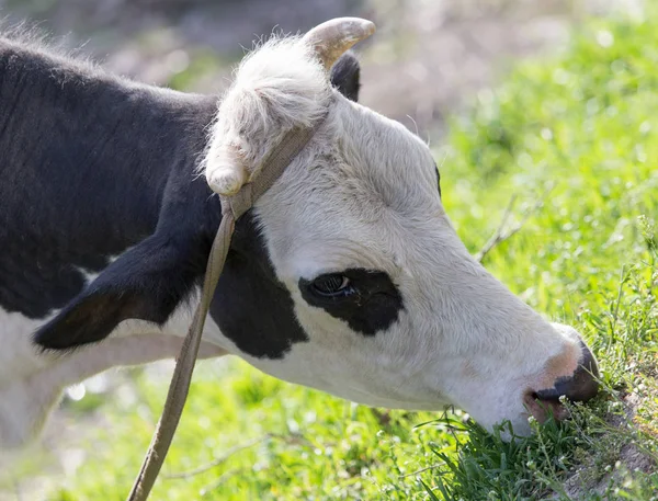 Pastoreo de vacas en la naturaleza — Foto de Stock