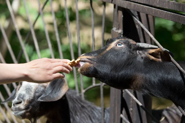 Geten bakom ett staket på zoo — Stockfoto