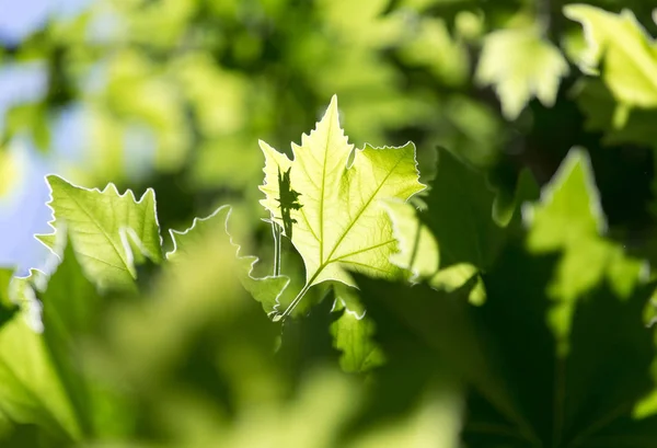 Vackra lönnlöv i naturen — Stockfoto