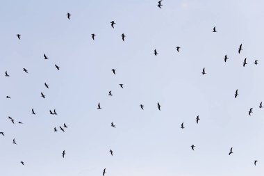mavi gökyüzünde kuşlar sürüsü silüeti