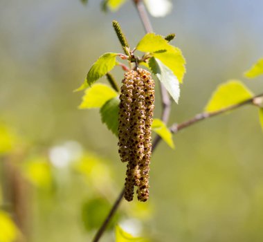Doğadaki huş ağacında çiçekler