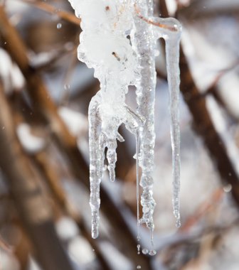 doğa ağacından buz
