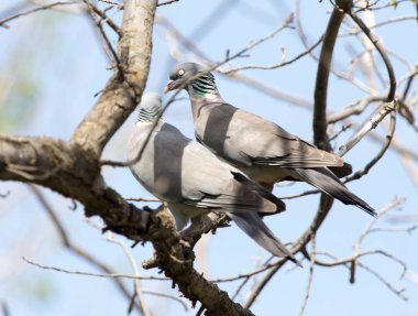 ağaç doğa güvercin