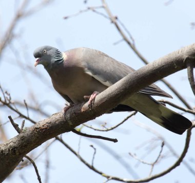 ağaç doğa güvercin