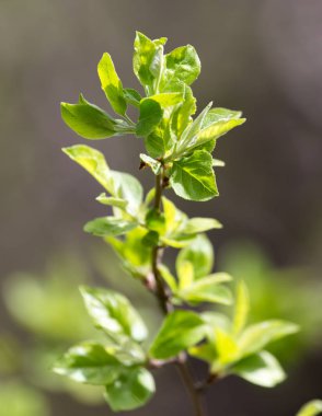 Genç yapraklar doğada bir ağaç dalında