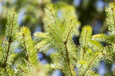 Ladin şube niteliğine