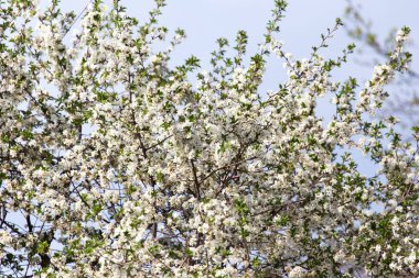 Ağaçtaki güzel çiçekler