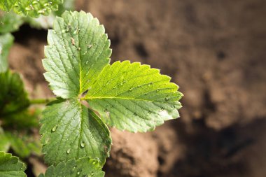 çilek yere bırakır