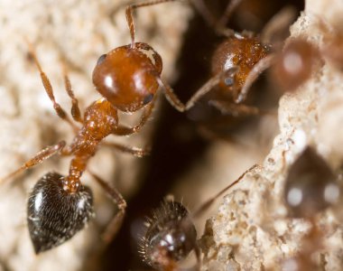 yerde karınca. Super makro