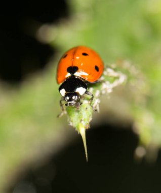Ladybird niteliğine. Kapat
