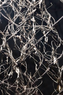 metal mesh ile büyümüş