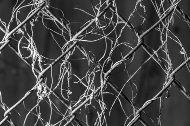 metal mesh ile büyümüş