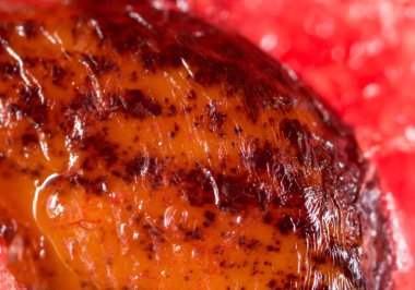 Karpuz Tohumu. Super makro