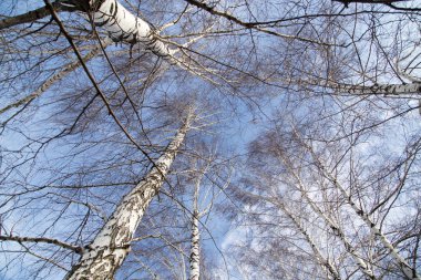 mavi gökyüzüne karşı huş ağacı