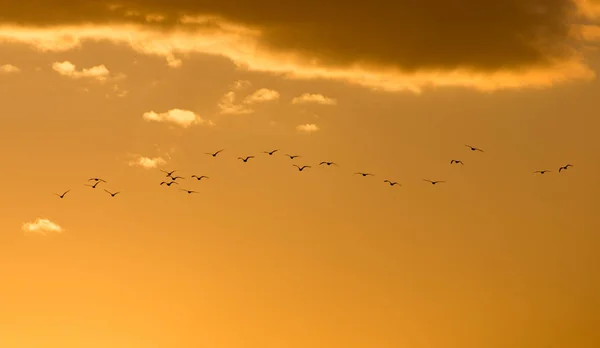 Ein Vogelschwarm im Morgengrauen, die Sonne — Stockfoto