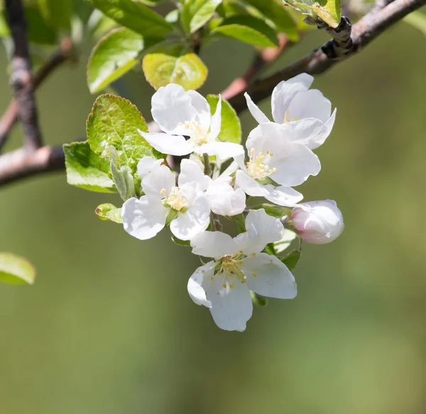 Vackra blommor på trädet i naturen — Stockfoto