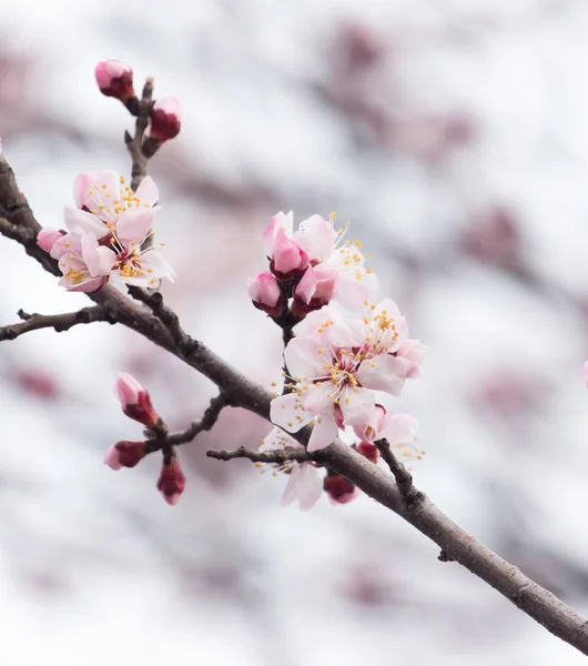 Szép virágok a tavaszi fa — Stock Fotó