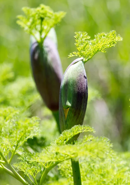 Bush bitki doğa — Stok fotoğraf