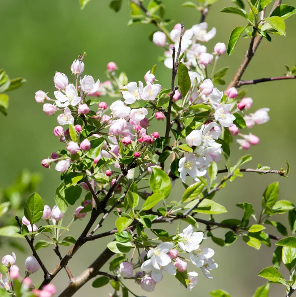 Hermosas flores en el árbol en la naturaleza — Foto de Stock