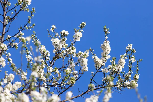 Vita blommor på trädet i naturen — Stockfoto