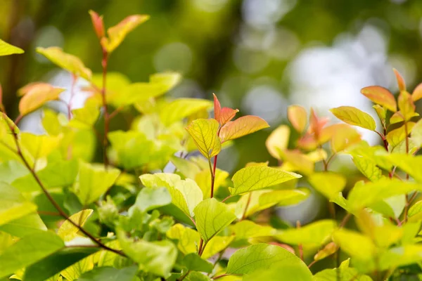 Beautiful leaves on the tree in nature — Stock Photo, Image