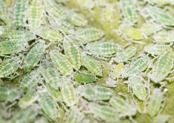 Aphids on a green leaf. close — Stock Photo, Image