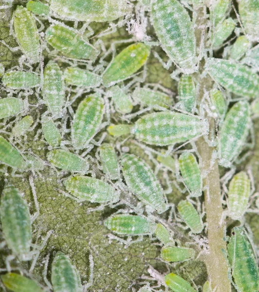 Pulgones en una hoja verde. cerrar —  Fotos de Stock