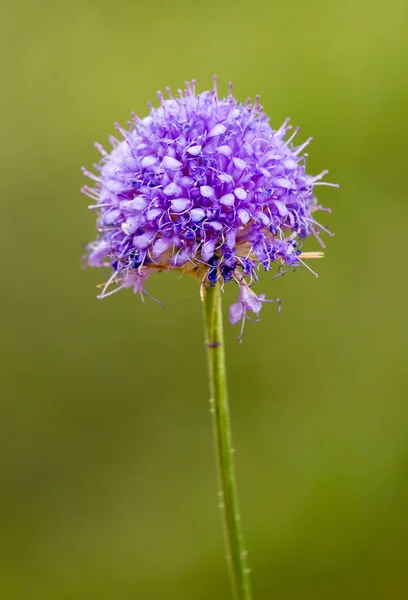 Belle fleur bleue sur la nature — Photo