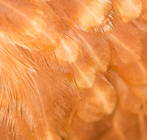Eine Nahaufnahme von roten Hühnerfedern — Stockfoto
