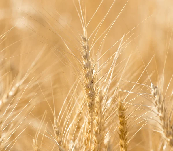 Épis de blé sur la nature — Photo