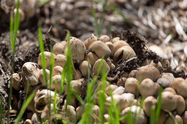 Toadstool mushrooms nature spring — Stock Photo, Image
