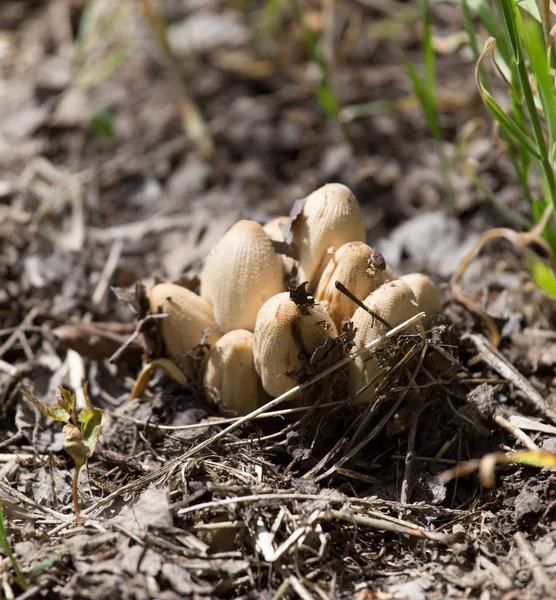 Grzyby muchomor natura wiosna — Zdjęcie stockowe