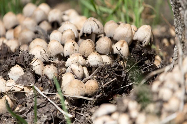 Toadstool mushrooms nature spring — Stock Photo, Image