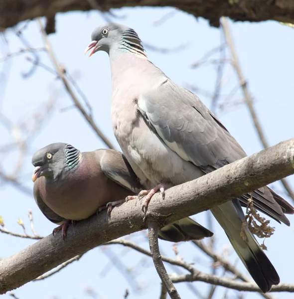 Dos palomas enamoradas en el árbol en la naturaleza —  Fotos de Stock