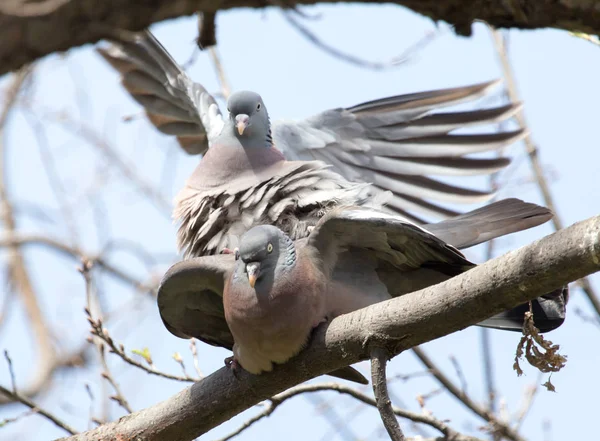 Dos palomas enamoradas en el árbol en la naturaleza —  Fotos de Stock
